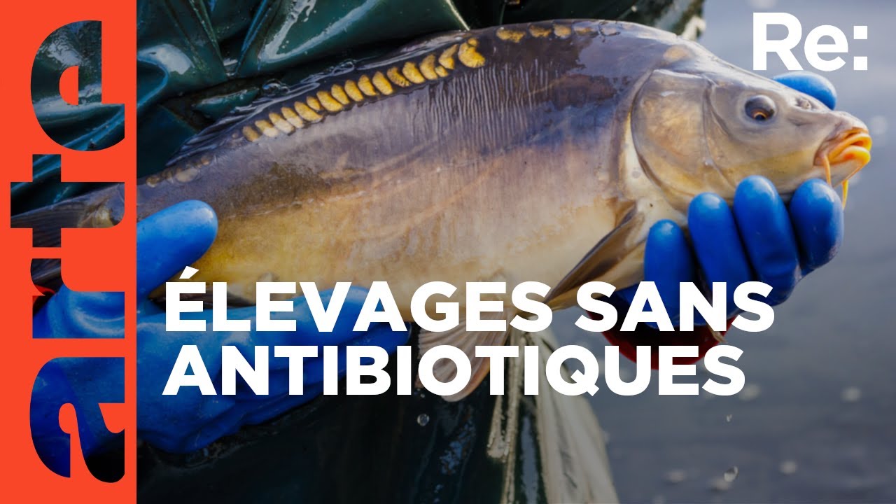 La carpe, une alternative au saumon | ARTE Regards