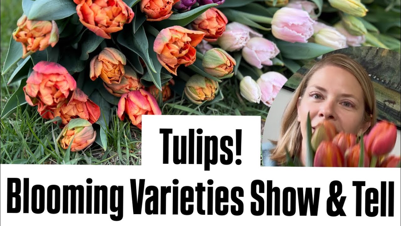 Reviewing tulip varieties in bloom for cut flowers : flower farm : zone 5