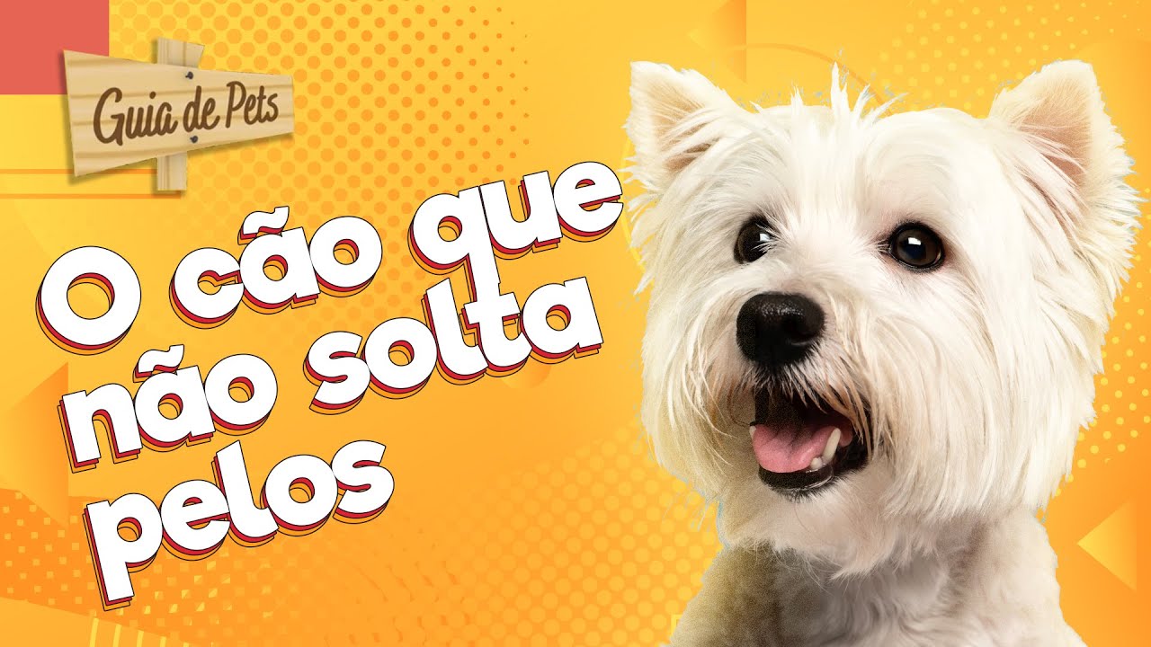MALTÊS, o cão peludo que não solta pelos! | Guia de Pets