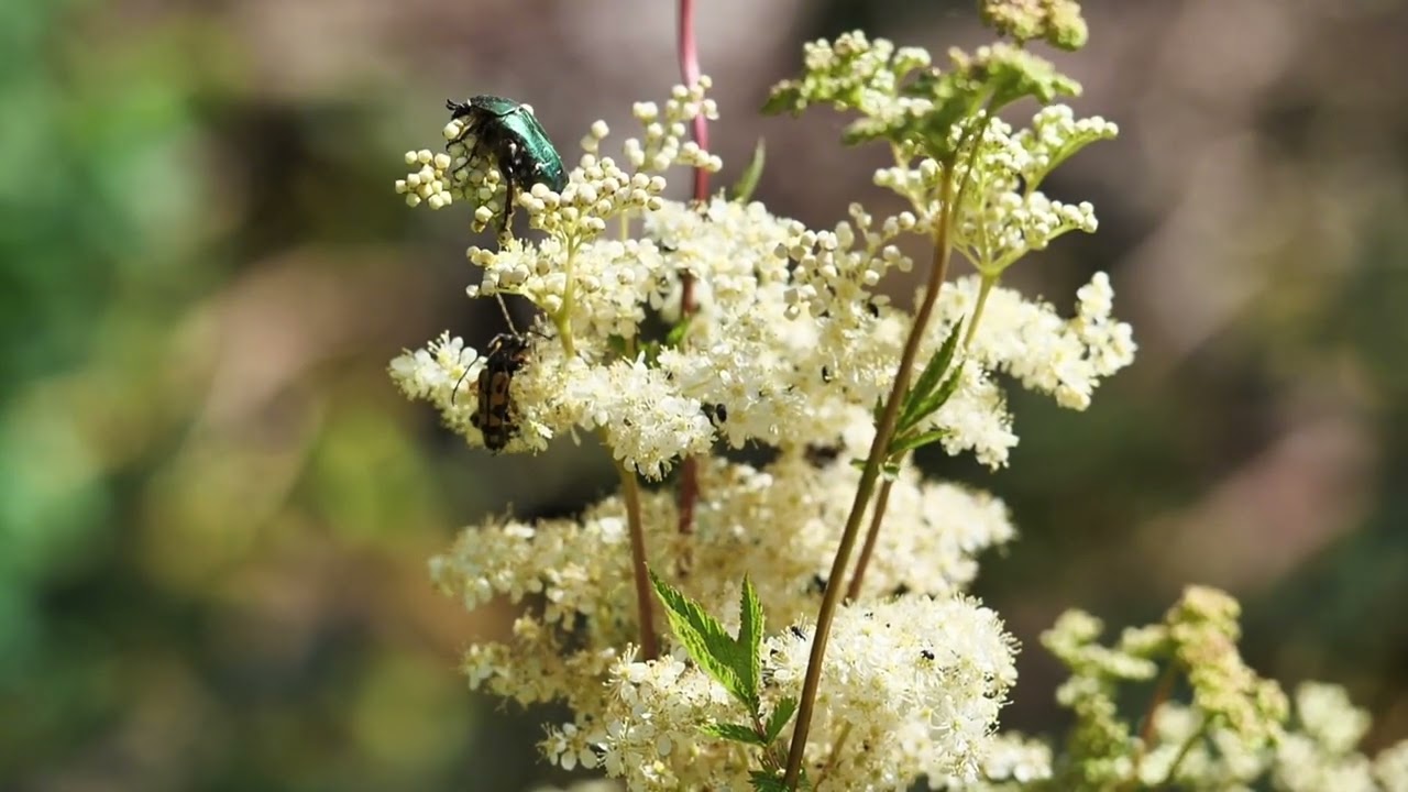 Beetles in Bloom/Cadlma #beetle #insects #relaxing #relax #thebeetle #beetlefacts