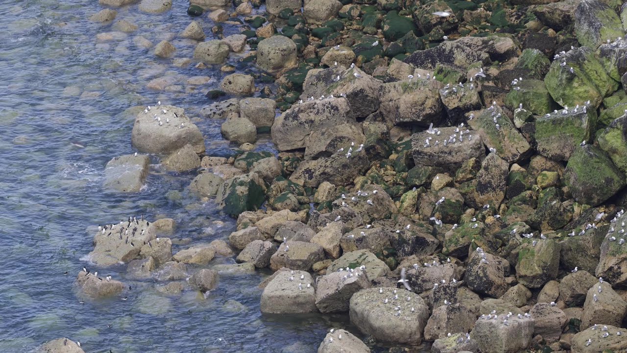 Small seabirds on Big rocks (Bempton Cliffs)