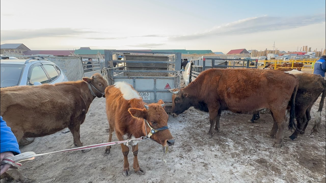 BERUNIY MOL BOZOR NARXLAR 01-03-2026tel93-998-00-11