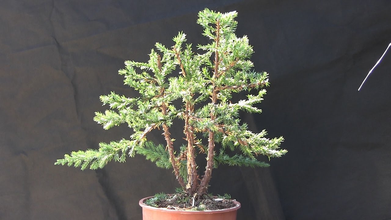 Cómo hacer un bosque bonsai - Árbol distal
