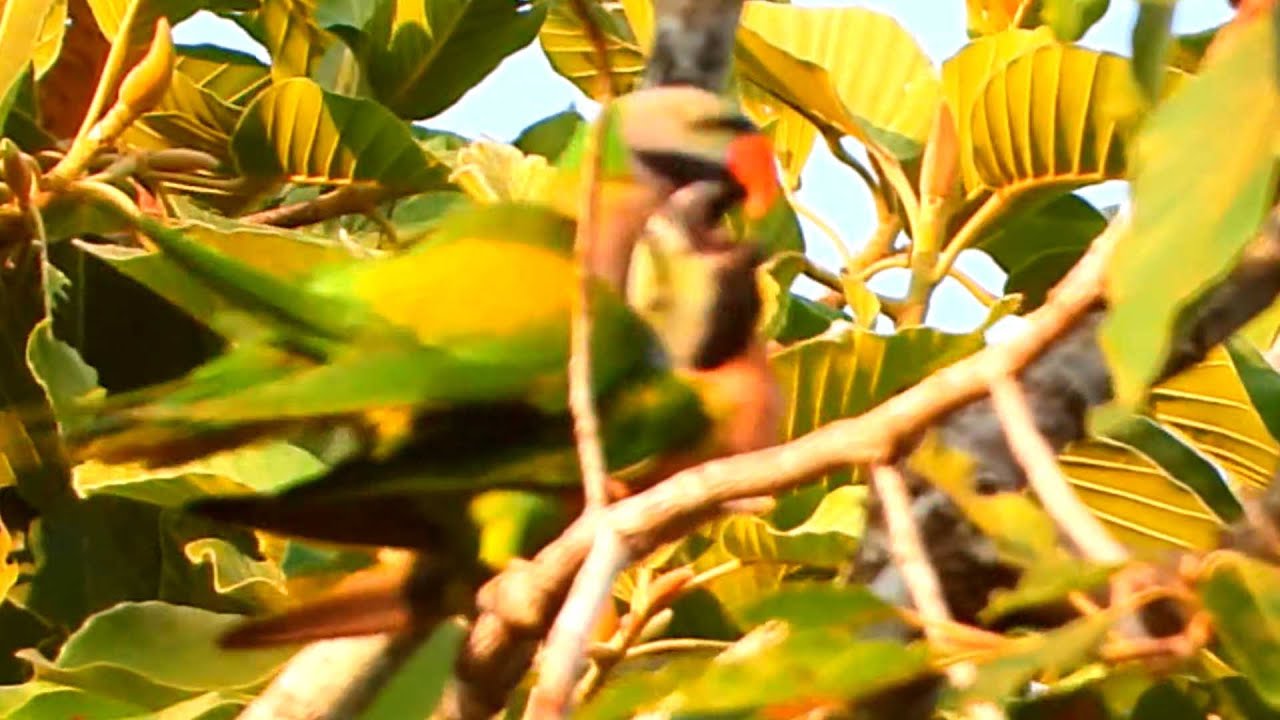 Beautiful Parrot Couple Meets on a High Tree and Shares a Sweet Moment 🦜