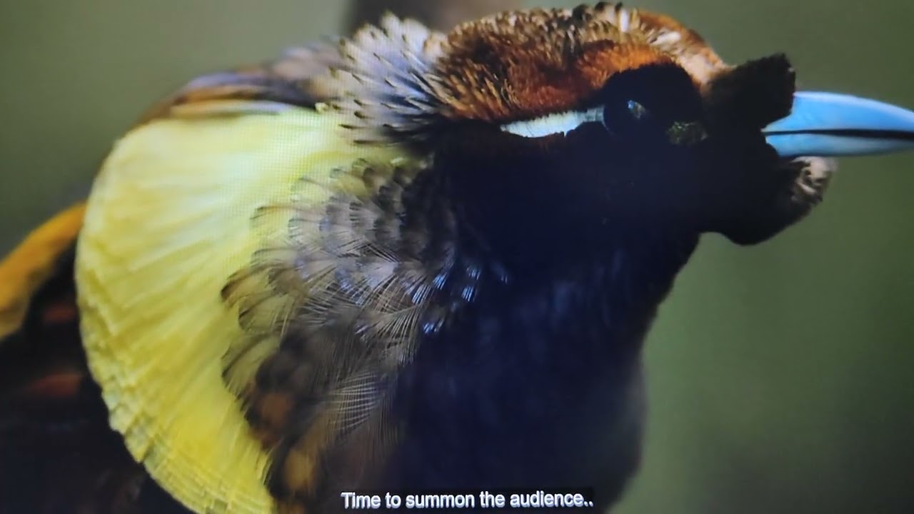 Bird of Paradise 