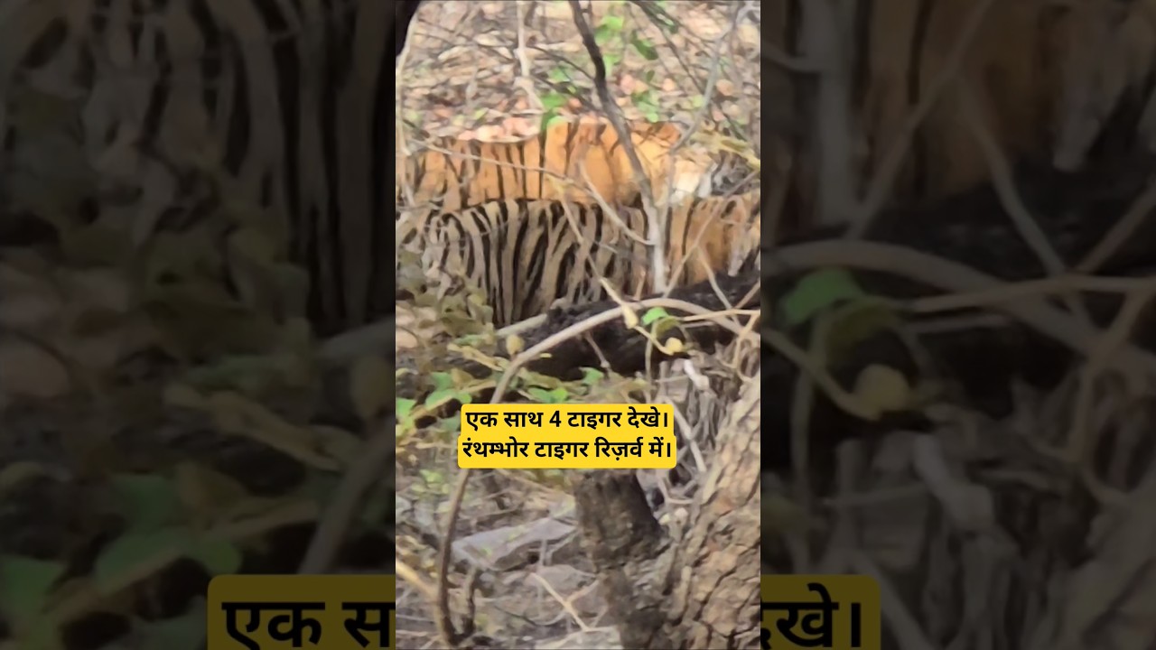 tiger Sighting ranthambore tiger reserve | tiger in jungle #tigerspotted #tiger #wildlife #animals