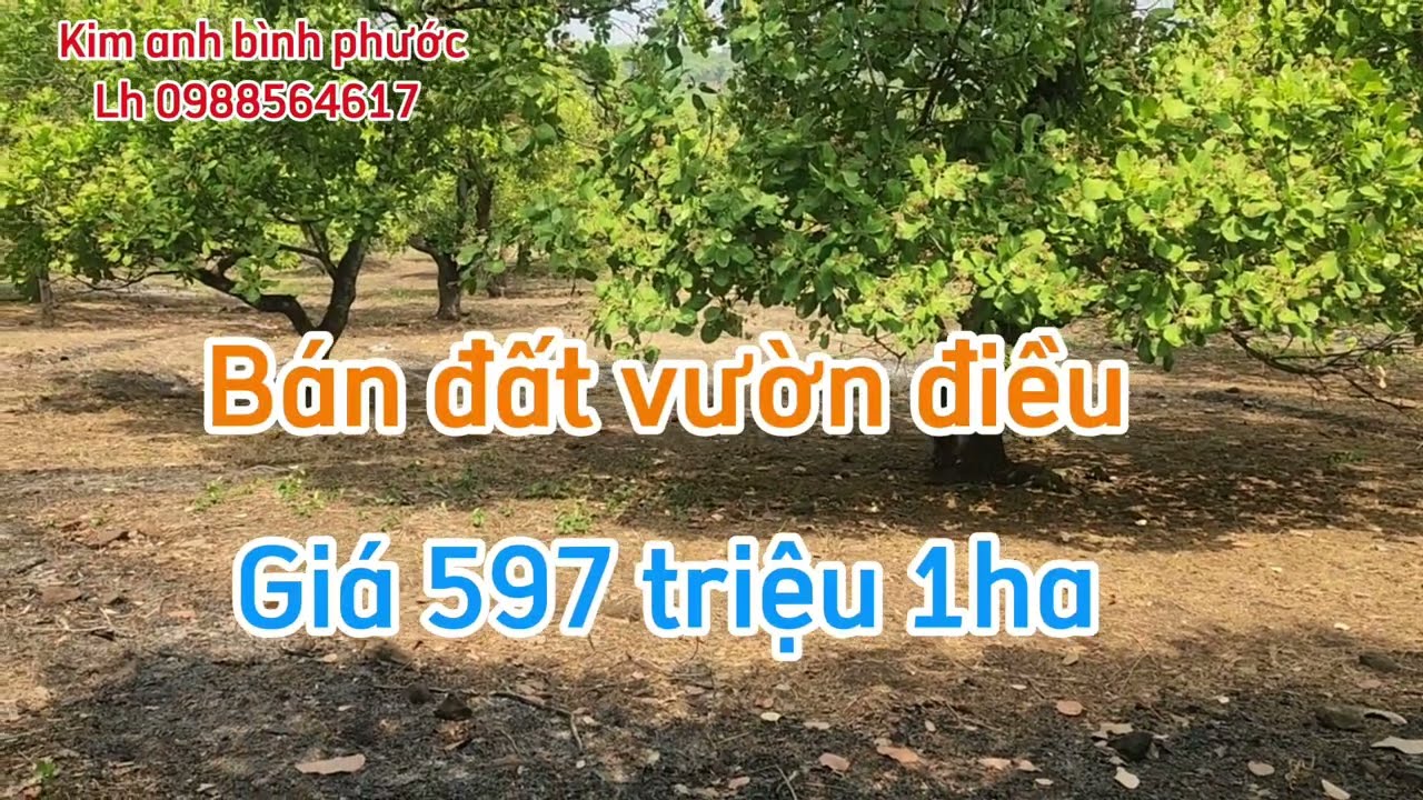 Bán đất vườn điều gần 2ha6 giá 1ty550trieu hết đất xã đồng tâm đồng phú bình phước cũ lh 0988564617 