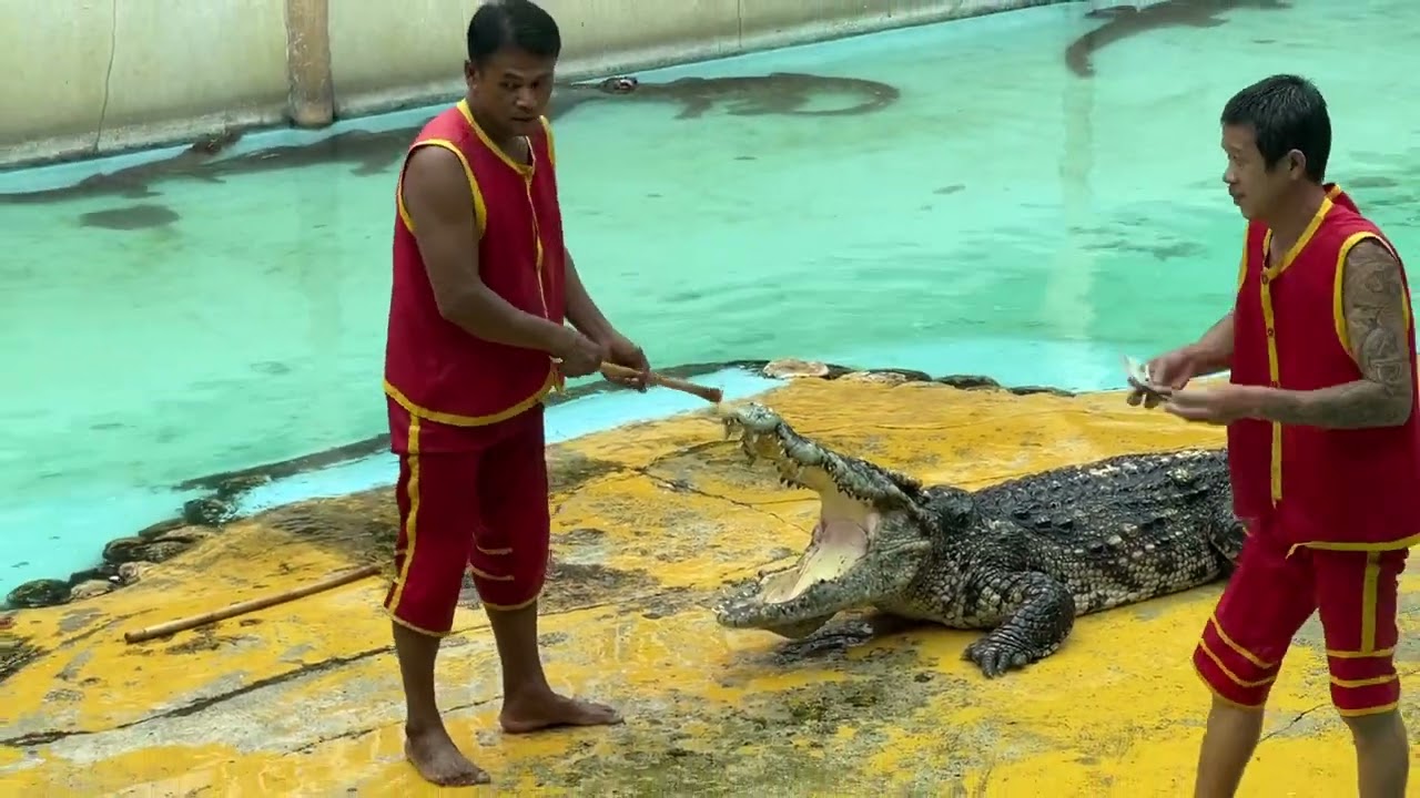 Crocodile Show, Crocodile Farm, Thailand