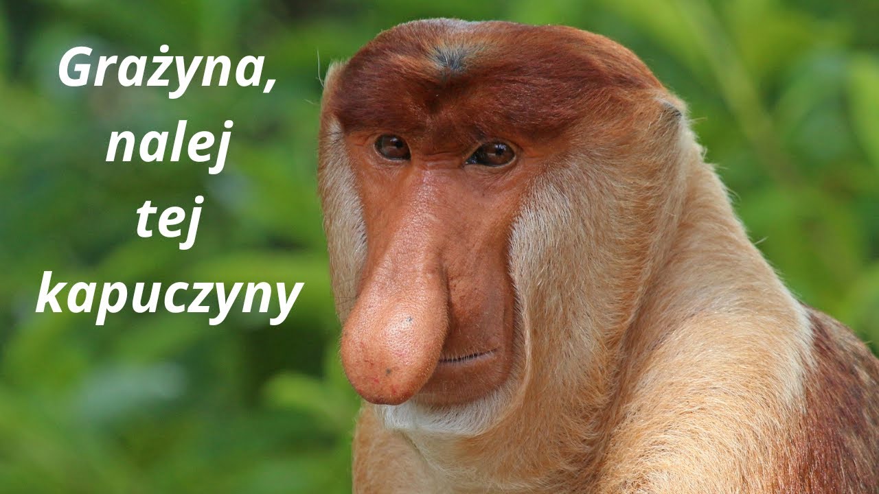 Kim jest Nosacz? Polski Janusz a nosacz sundajski