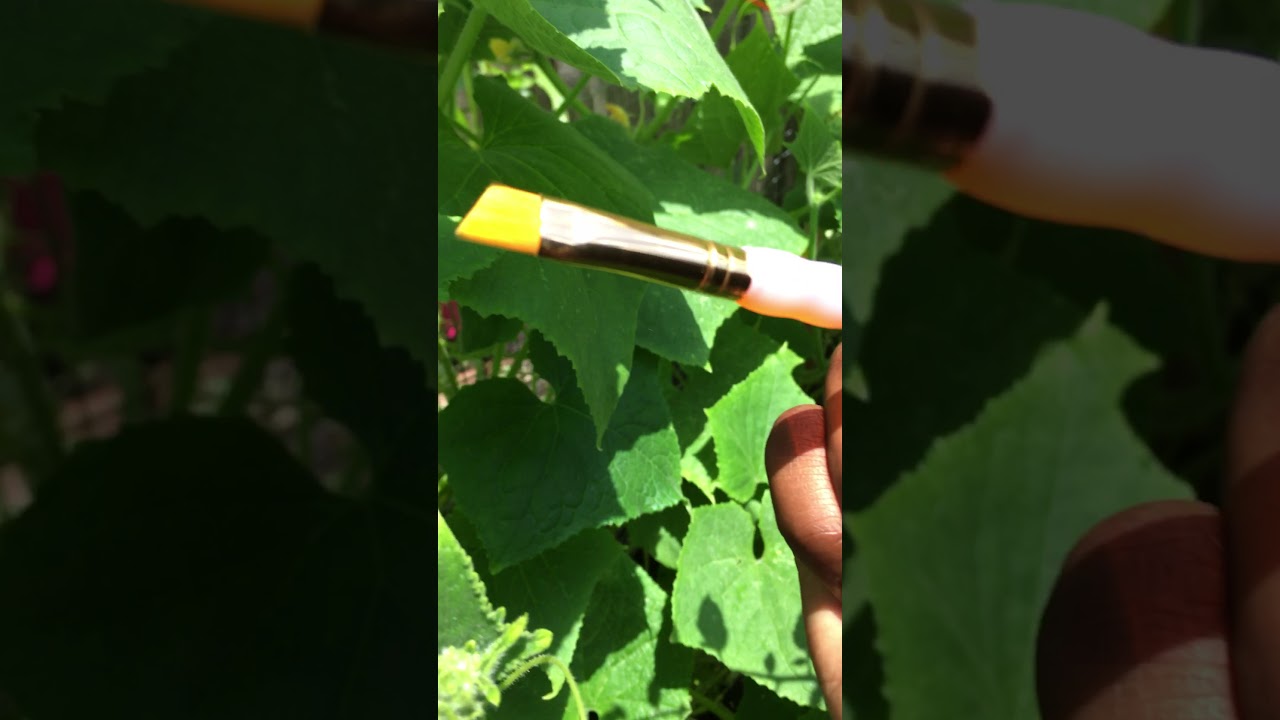Self Pollinating Cucumbers