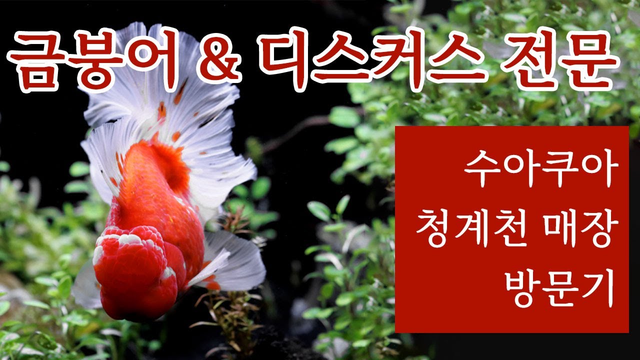 청계천 네임드 수족관 수아쿠아 방문기