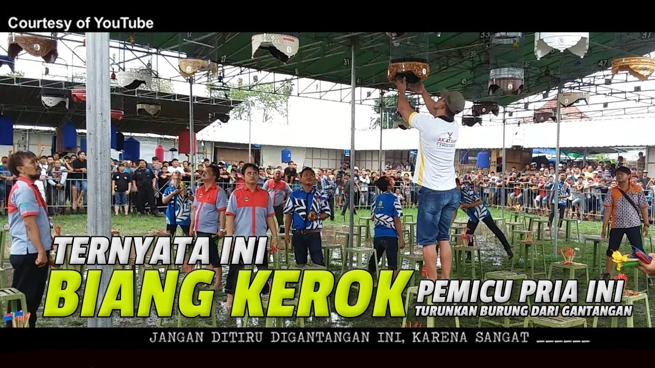 VIRAL ! Lomba Burung RUSUH ! Mr. PRIO EXCELLENT NGAMUK Turunkan BIANG KEROK Lovebird 600 Juta