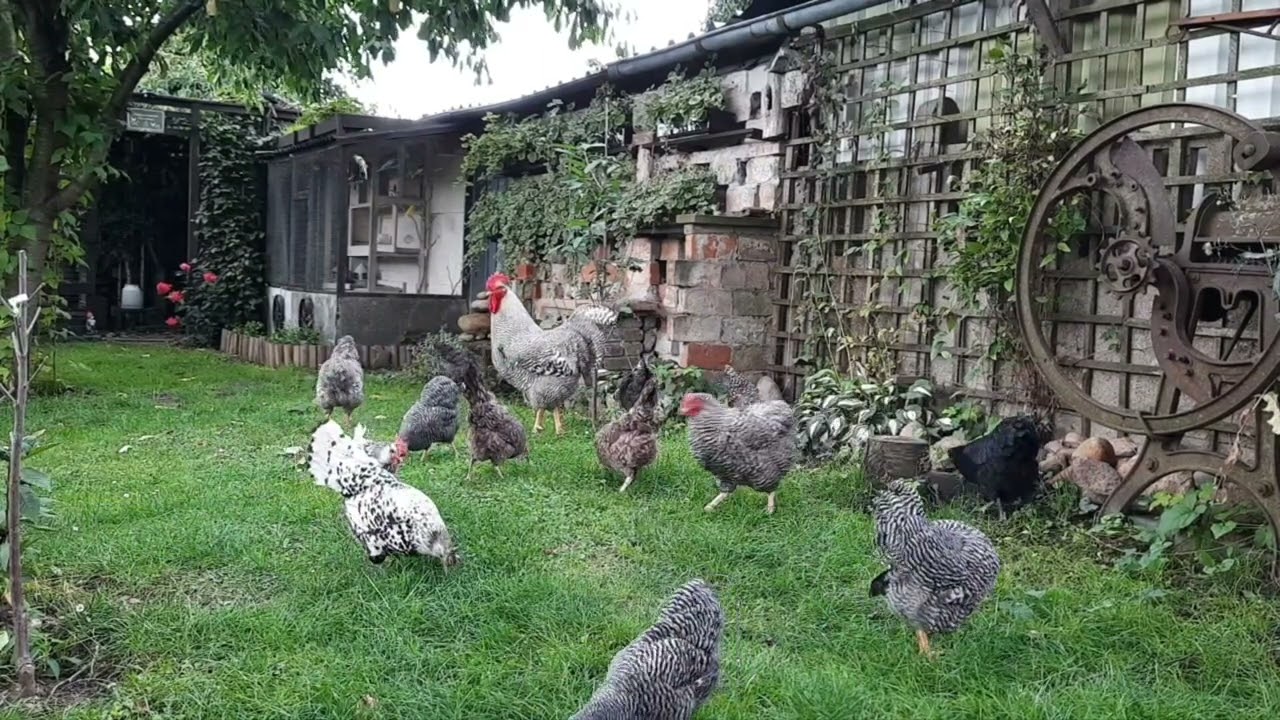 Amrock Chicken i kury innych ras. Relaxing with chickens * Garden kuRaż