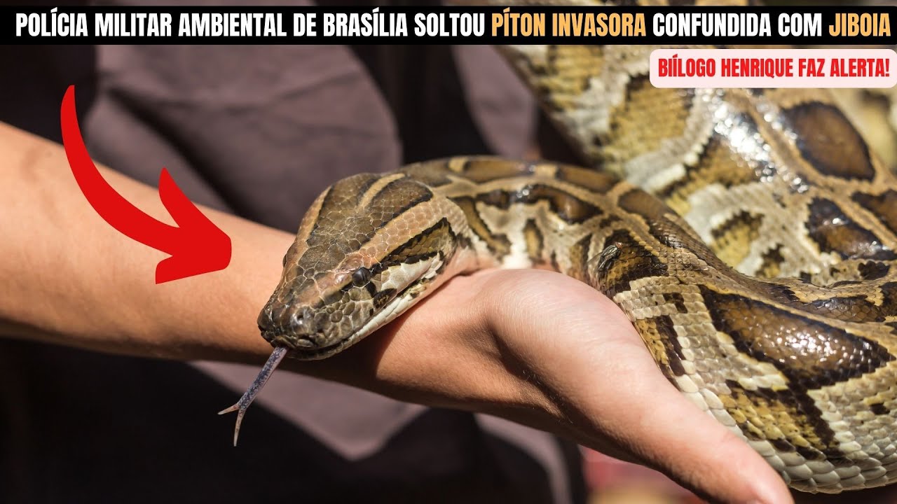 Polícia Militar Ambiental de Brasília soltou Cobra Píton Invasora ao confundir com Jiboia