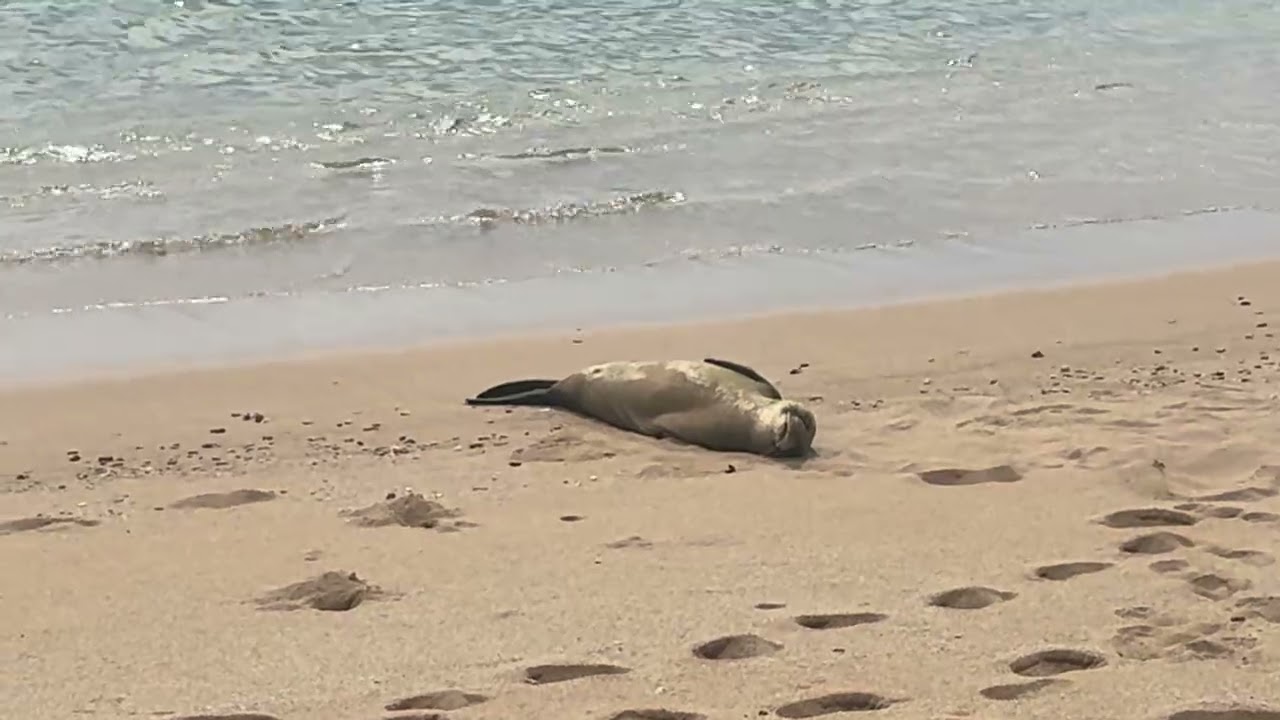 Sleeping seals