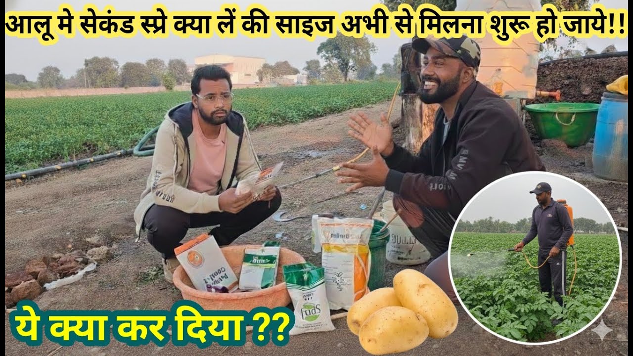 आलू का सेकंड स्प्रे | Aalu me dusra dose kya dale | Aalu ki size kaise bdhaye #aalukikheti