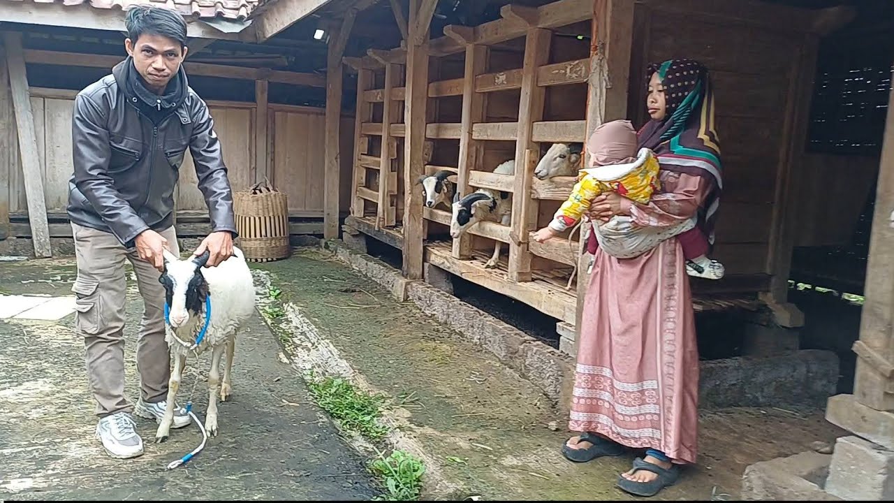SEPASANG BAKALAN BREEDING SOLDOUT CISALAK SUBANG