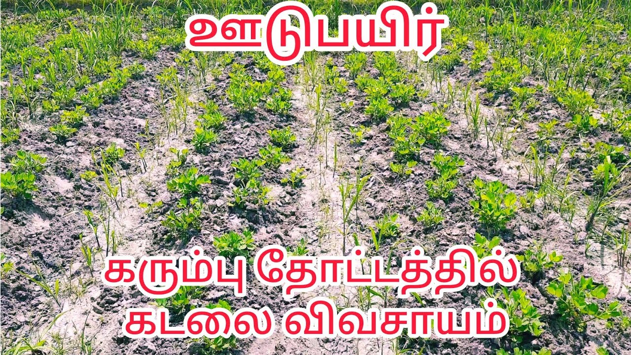 கரும்பு தோட்டத்தில் கடலை விவசாயம், ஊடு பயிர் , மணிலா , sugarcane cultivation in india and tamilnadu