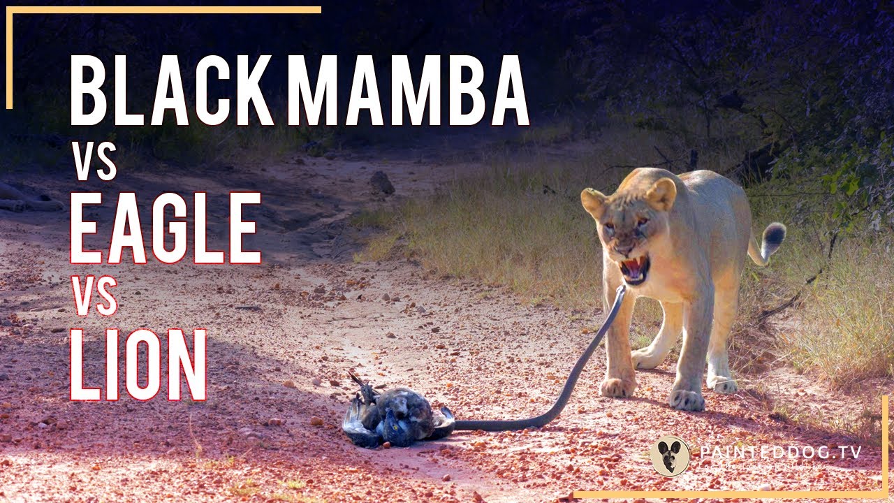 SNAKE vs EAGLE vs LION