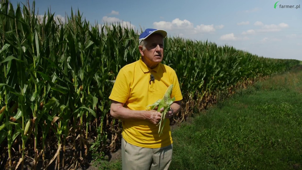 System bezorkowy rozwiązaniem na warunki stresowe? | FARMER.PL