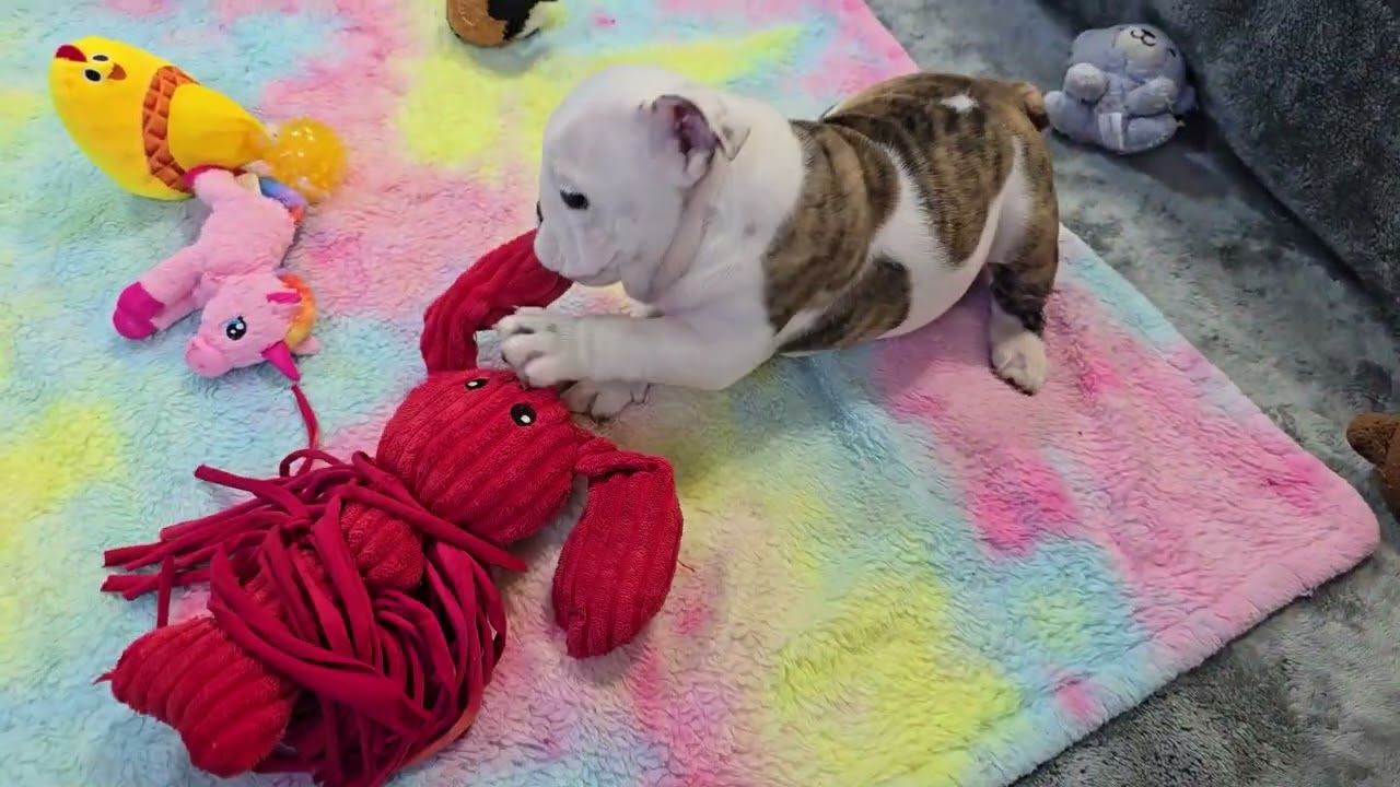 Bettina Playing! Sugarplum Bulldogs!