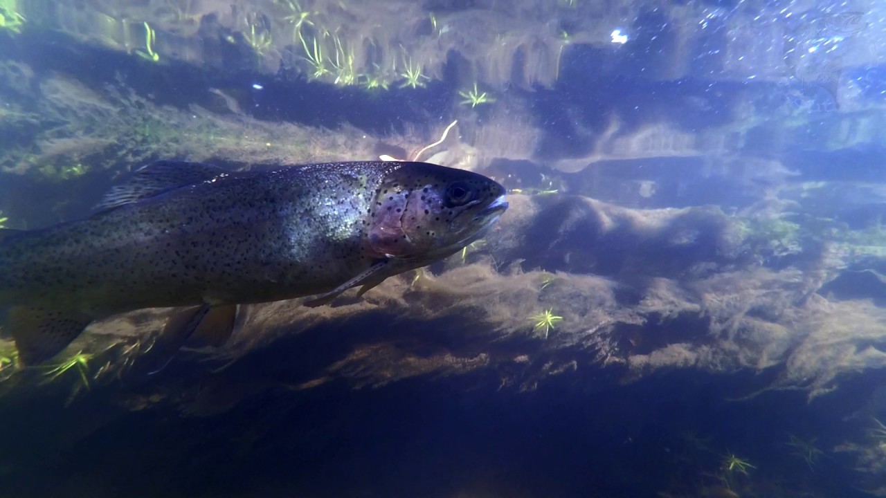 Regenbogenforelle. Радужная Форель. Rainbow Trout.
