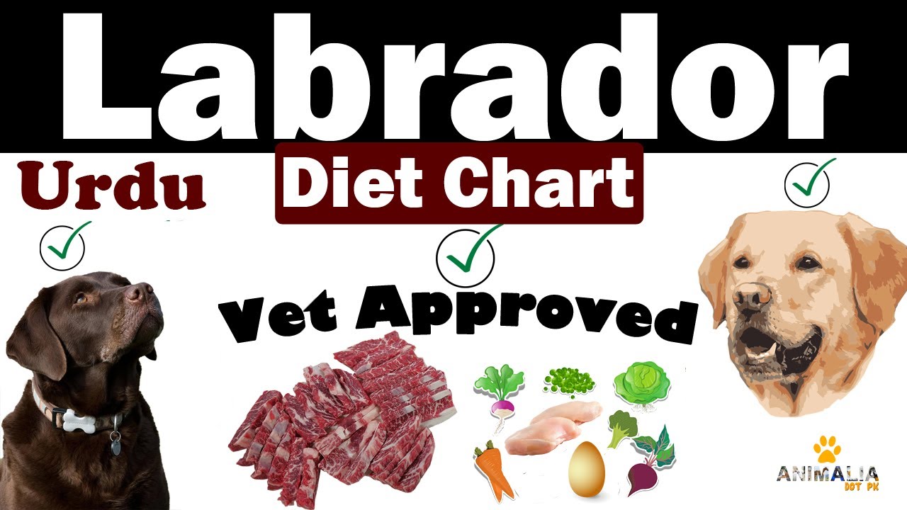Labrador Diet Plan|| Puppy to Adult || Vet Furqan Younas