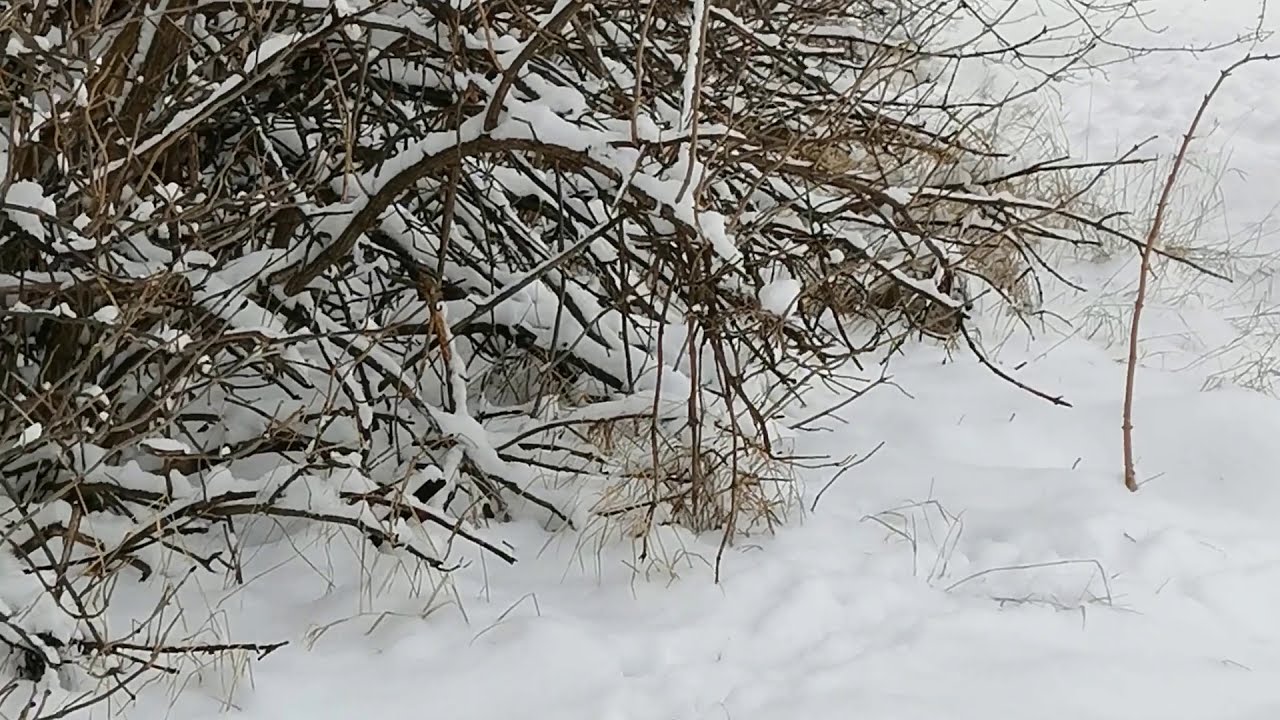 Охота на зайца с псп невероятное количество зайца