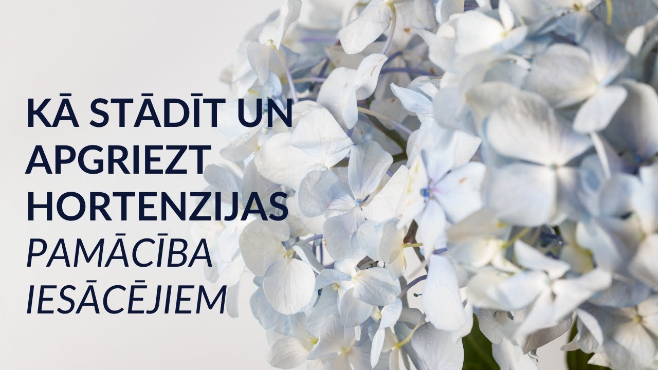 Kā stādīt un apgriezt hortenziju - pamācība iesācējiem