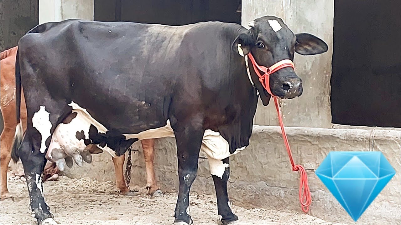 एसी गाय रोज रोज नही मिलती !! 40 लीटर  दुध की TANK SIZE गाय !! ॥ SATGURU DAIRY FARM  SRI GANGANAGAR ॥