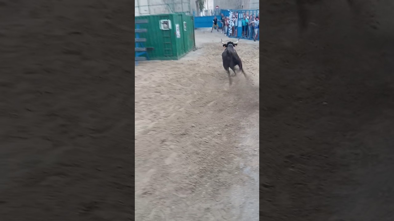 con que fuerza ha salido esta vaca de toriles increíble Peñíscola 2025