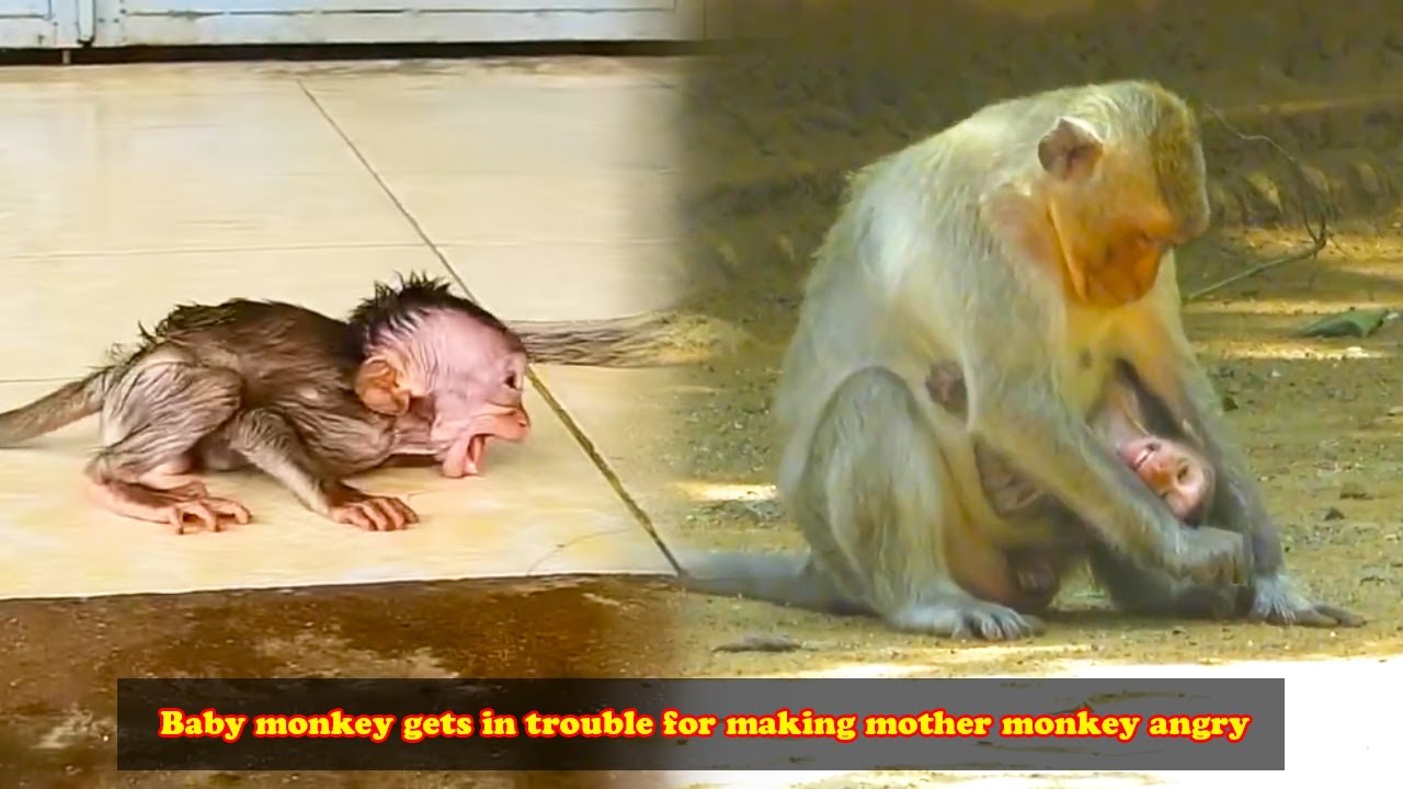 The little monkey has upset its hot-tempered mother, and now it's in trouble!