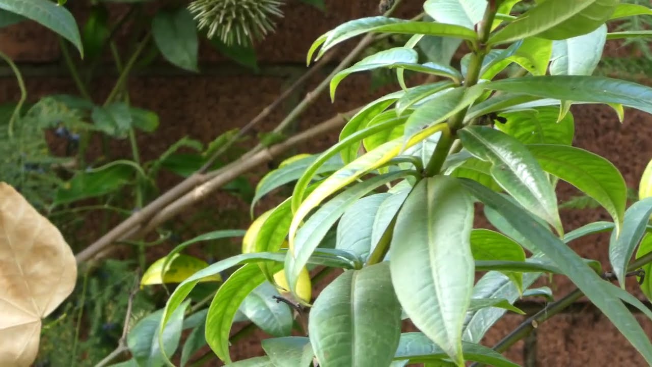 Allamanda schottii Pohl