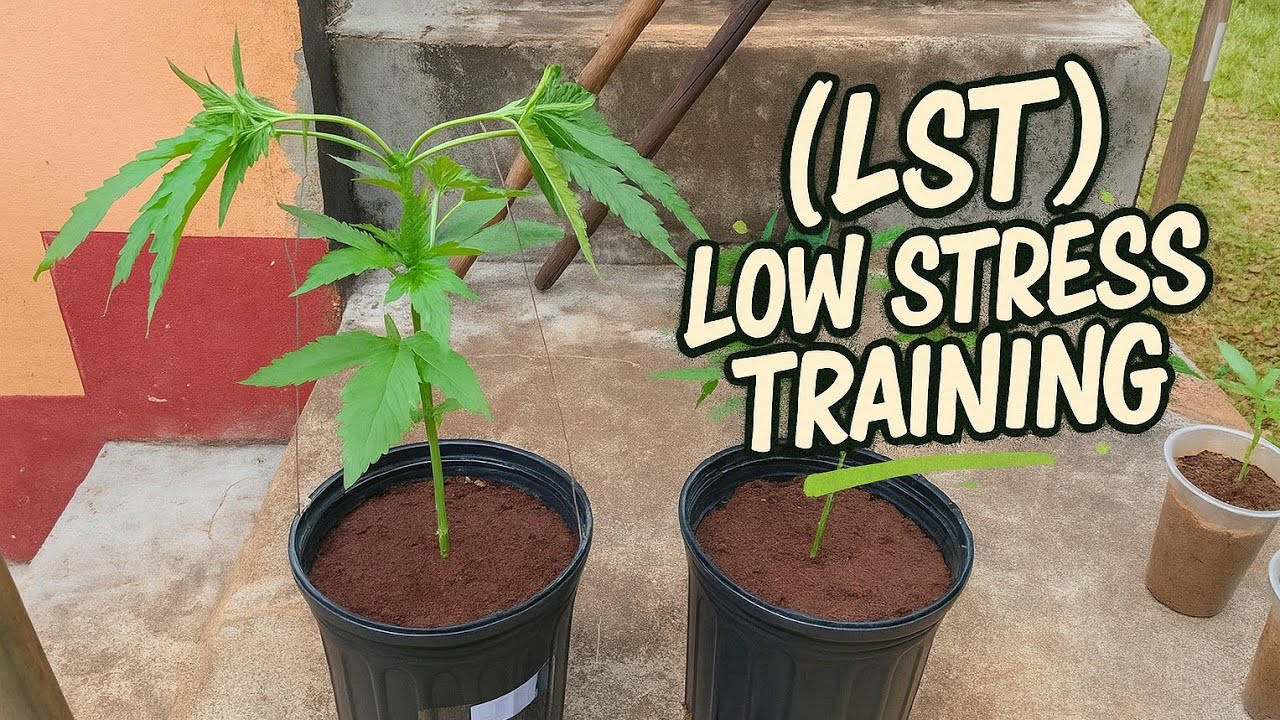 LST + Topping Early stage Training | Outdoor cannabis grow | Eps. 2