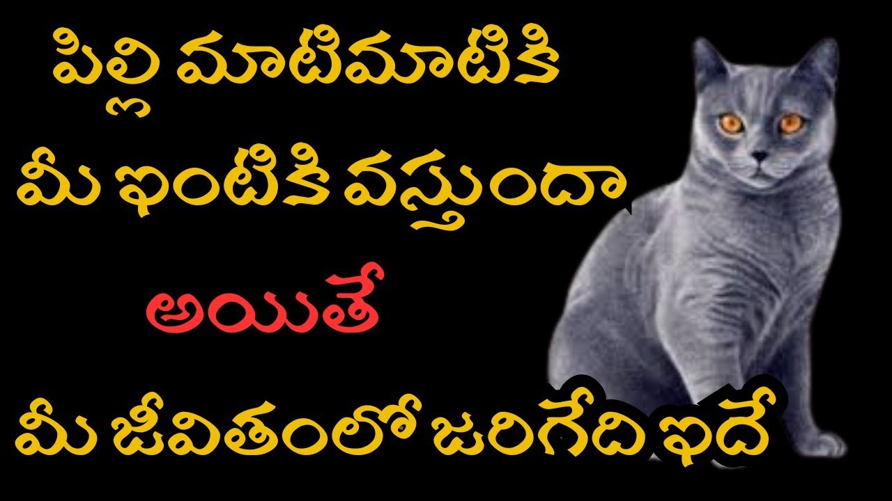 పిల్లి మళ్లీ మళ్లీ మీ ఇంటికి వస్తుందా? అయితే ఇది మీ జీవితంలో జరిగే అద్భుత సంకేతం! | Universe Message