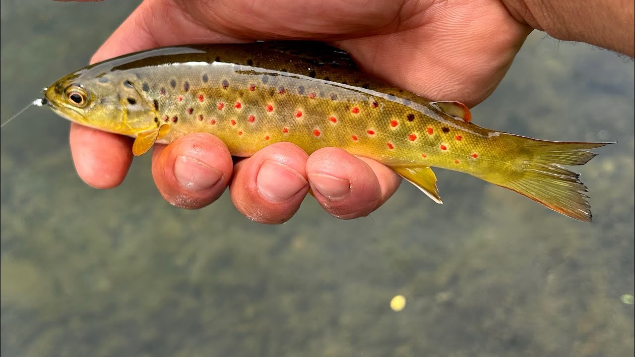 Wade fishing the South Holston River for trout!!