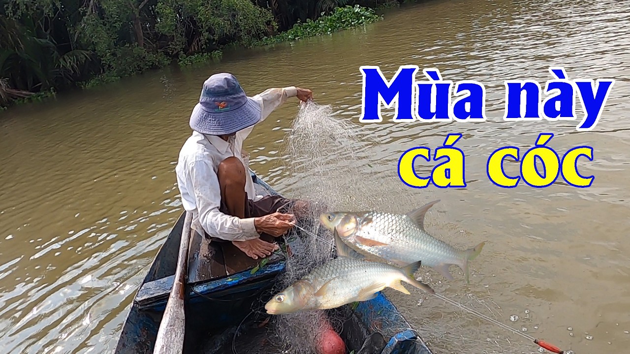 Buổi chiều giăng lưới trên sông gió mát quá | Góc Miền Tây #597