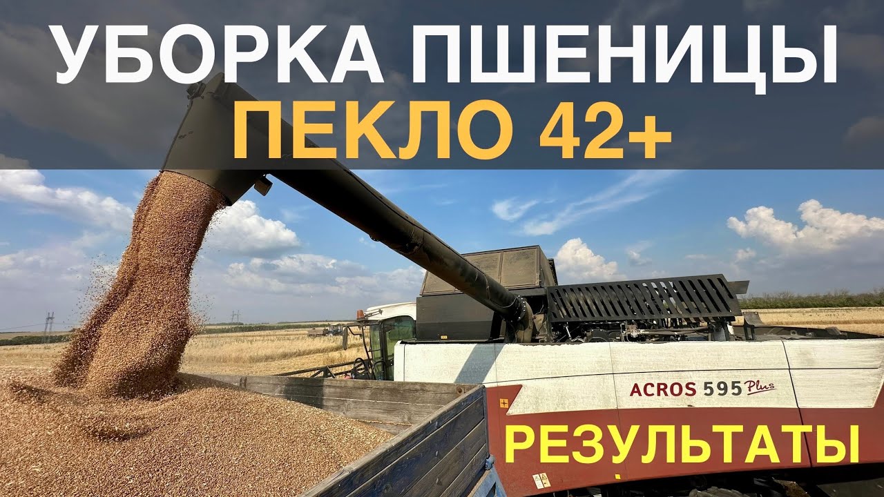 Убираем пшеницу в пекло. Результаты сорт Таня.