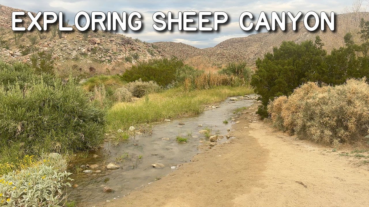 Hiking out to Sheep Canyon in Anza-Borrego