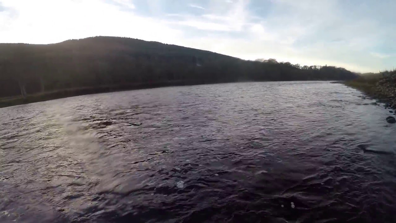 Big brown trout fishing on the River Tummel