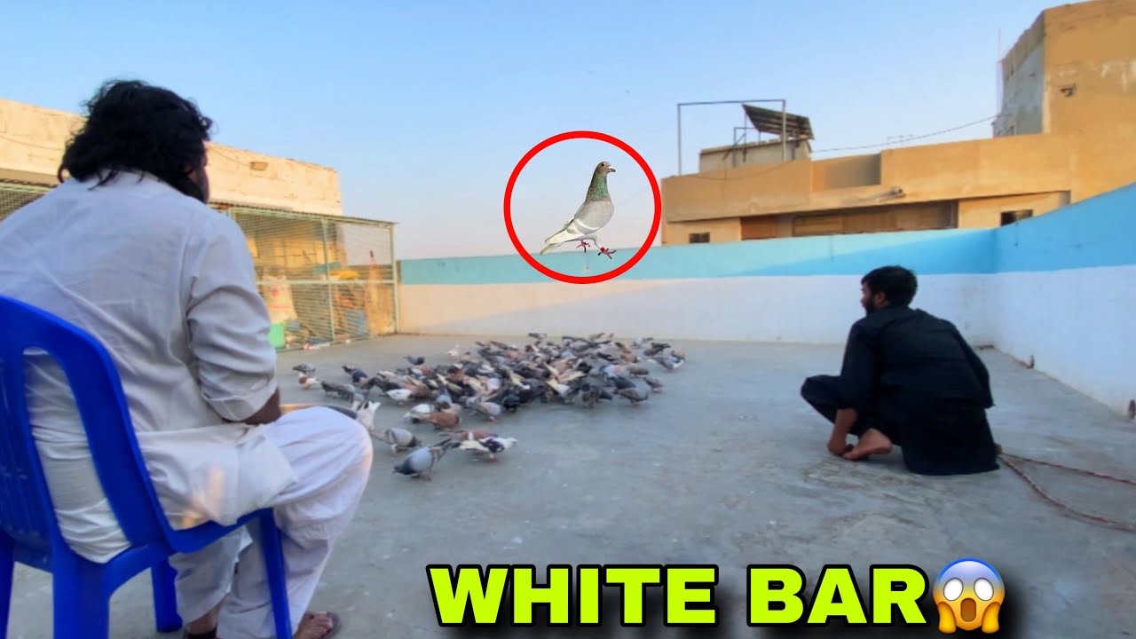 Yeh Kis Ka White Bar Kabootar Pkr Liya😱