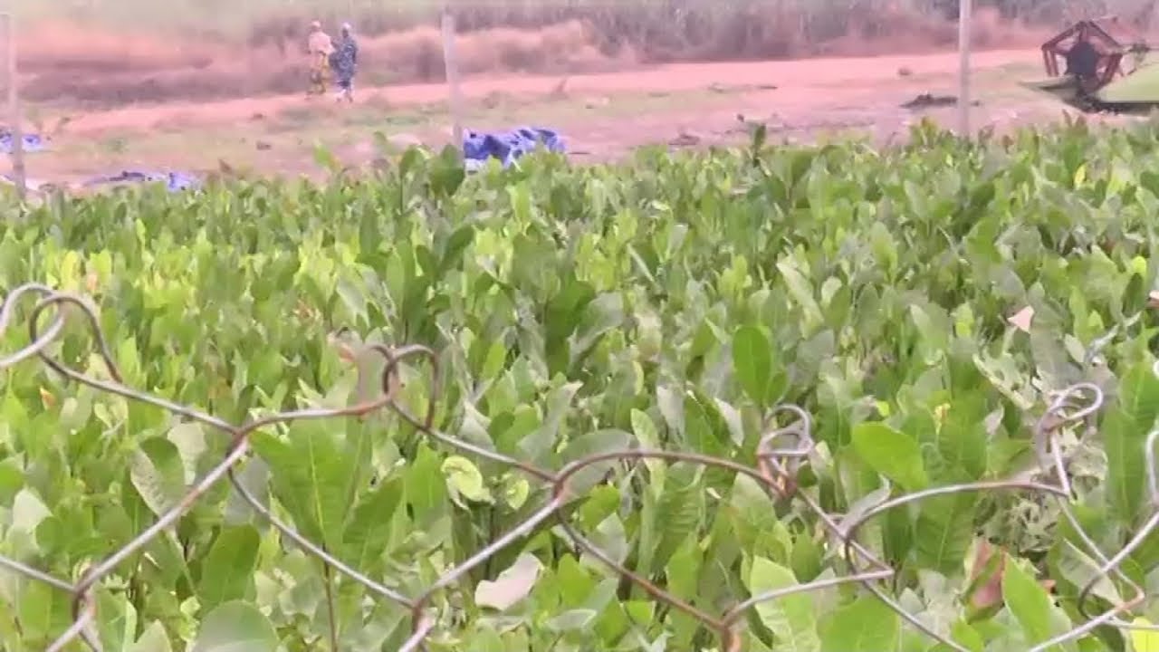 Guinée, OCP GROUP POUR LE DÉFIS DE L'AUTOSUFFISANCE ALIMENTAIRE