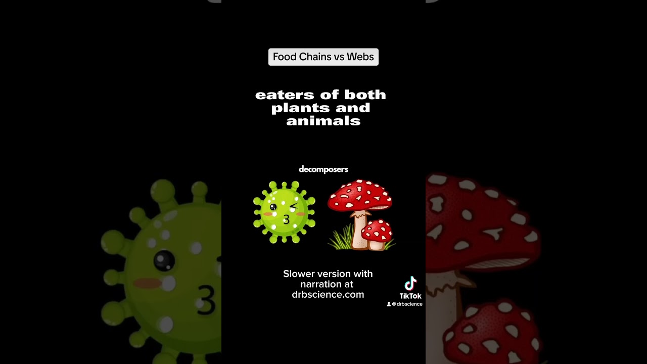 Food Chains vs Webs #foodchain #foodweb #ecosystem #biology  #drbscience #melaniemartinez