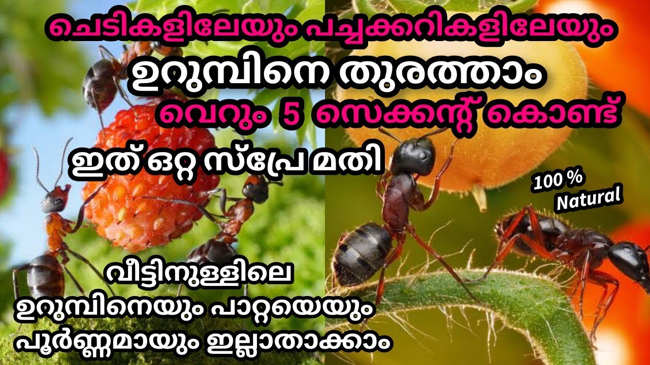 പച്ചക്കറികളിലേയും ചെടികളിലേയും ഉറമ്പിനെ ഇല്ലാതാക്കാൻ 5 വഴികൾ/ How to Get Ride of Ants/Ants pesticide