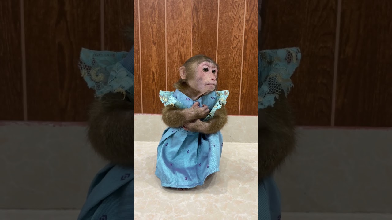 Smart Family Monkey