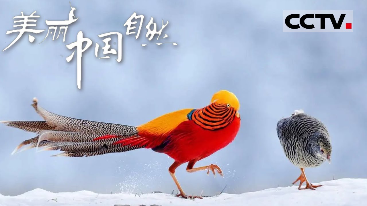 【ENG】植物 动物 建筑 共同构建了五老峰 这里不仅融合自然景观的优美还有与众不同的人文景观《美丽中国自然》黄河中游系列【CCTV纪录】