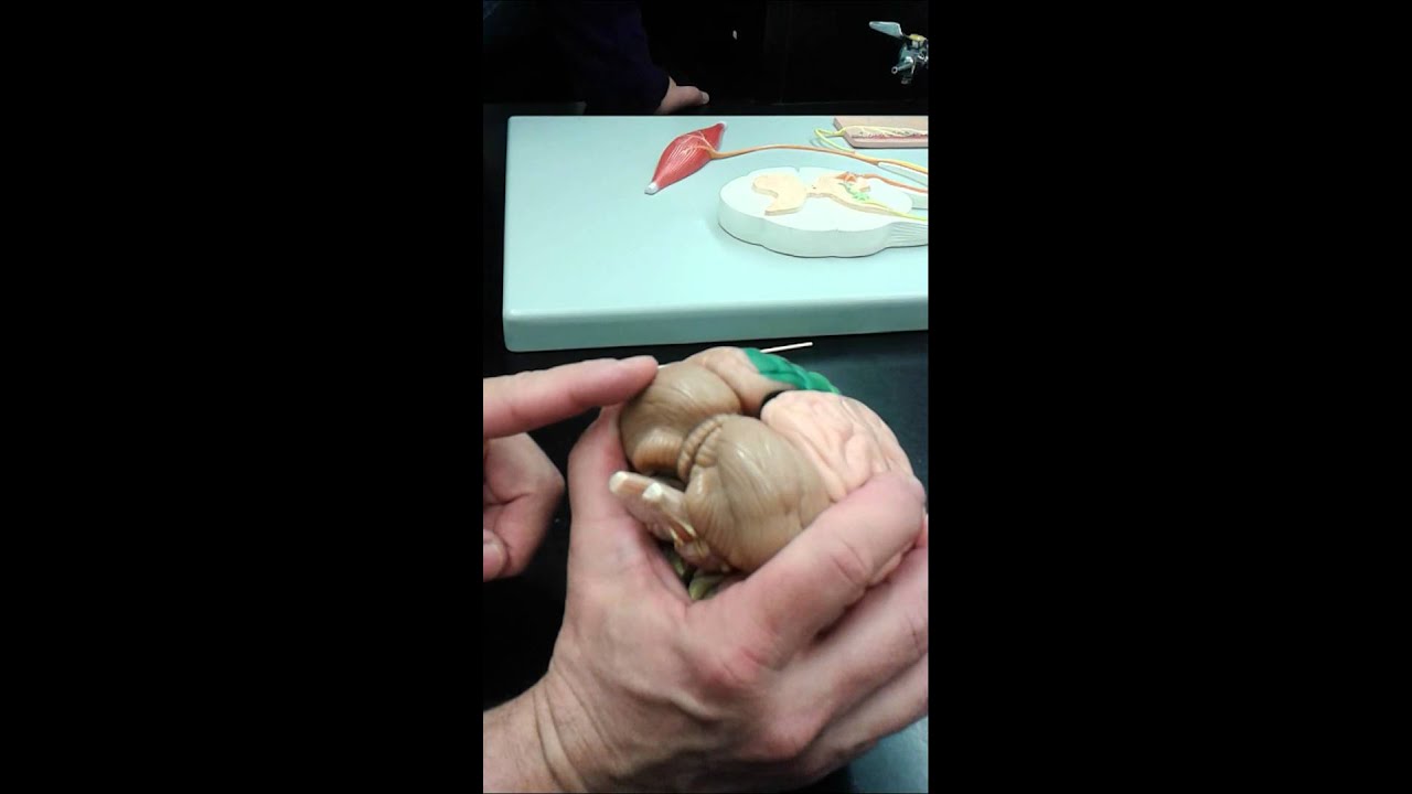Brain structure