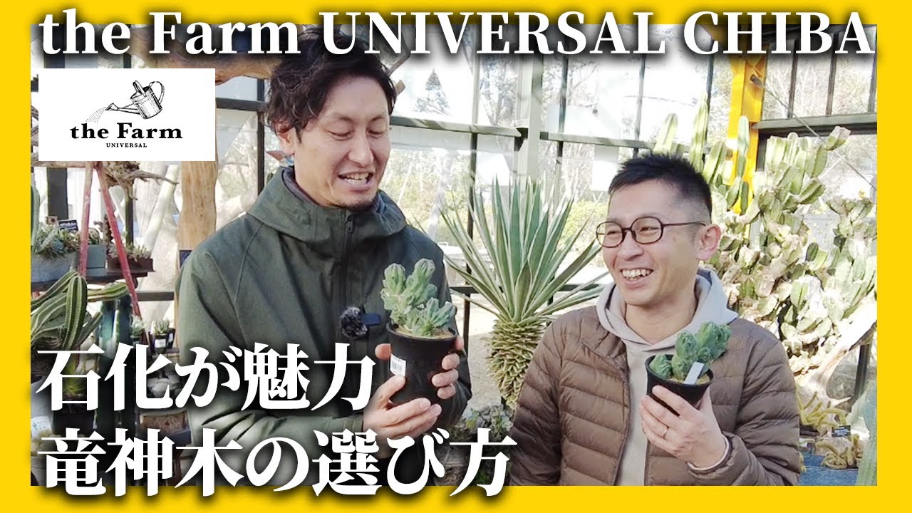 【観葉植物のプロが教える】竜神木(多肉植物)の魅力を解説します【the Farm CHIBAコラボ】