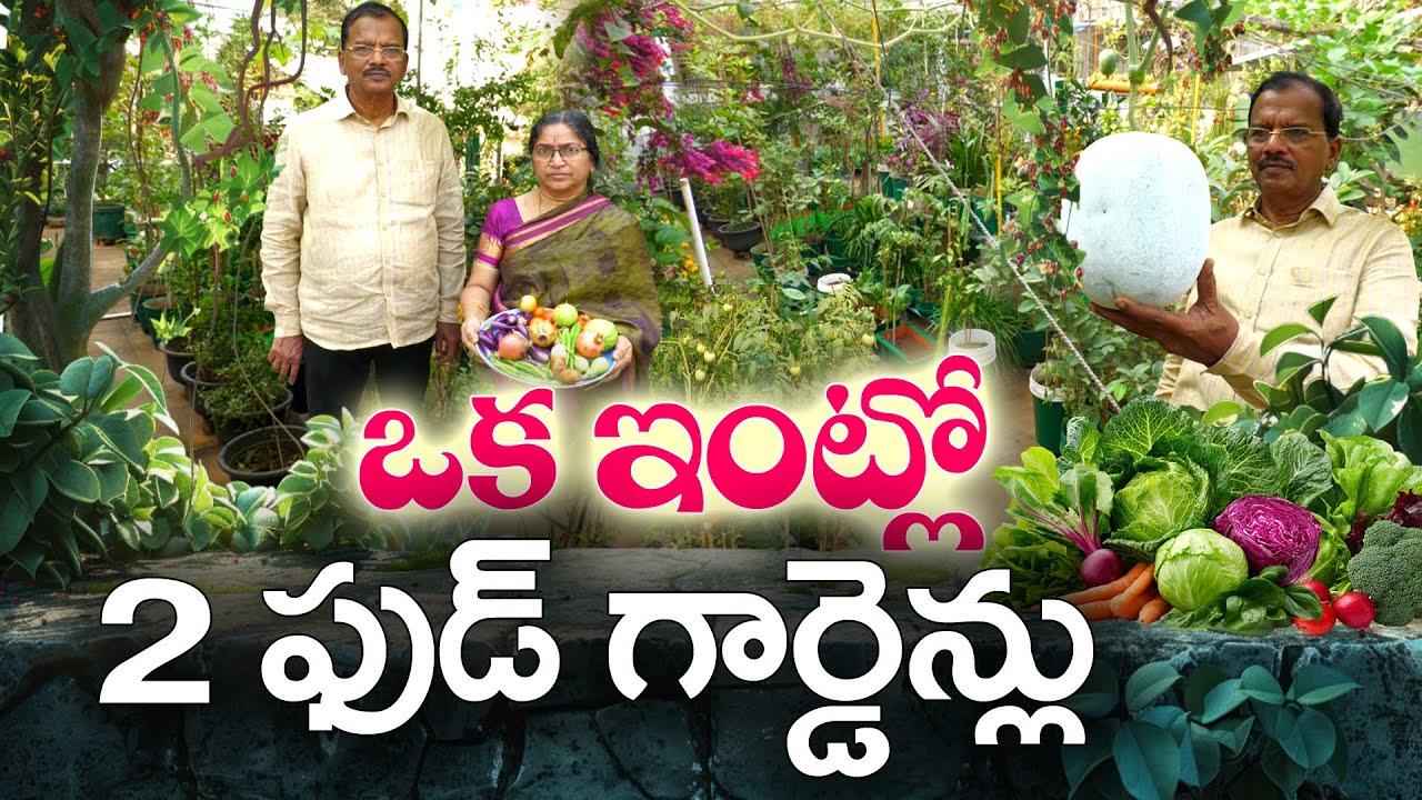 ఇంట్లో 2 గార్డెన్లు సాగు చేస్తున్న ఆదర్శ కుటుంబం | Madhavi Gardens