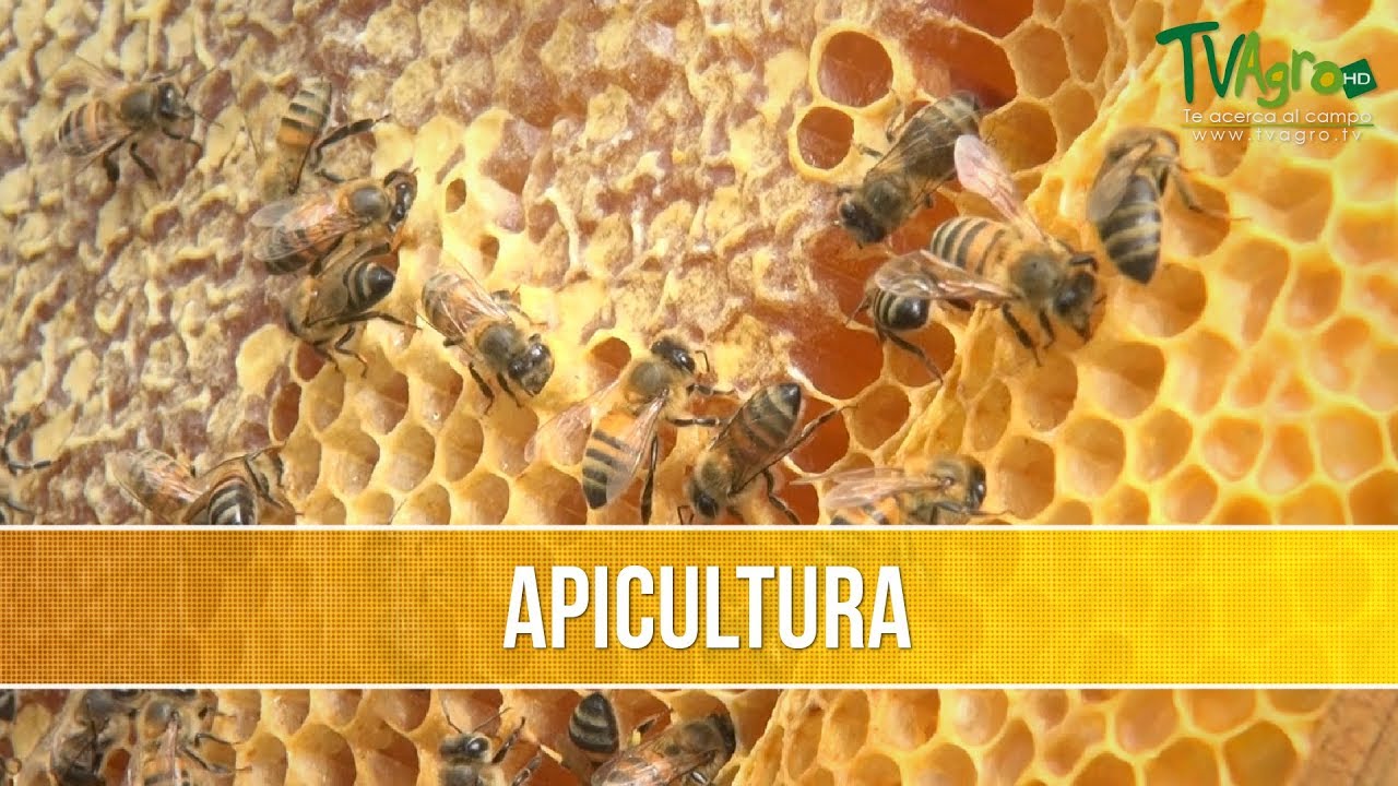 Como Desarrollar un Proyecto Apicola Artesanal - TvAgro por Juan Gonzalo Angel
